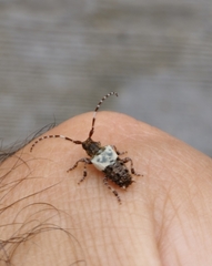 Pogonocherus hispidulus