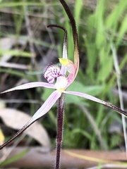 Caladenia versicolor