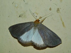 Arctiinae
