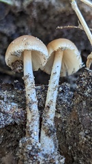 Psathyrella piluliformis