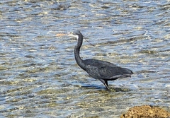 Egretta gularis