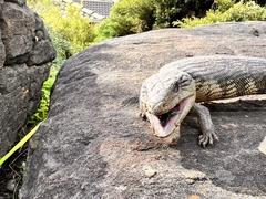 Tiliqua scincoides