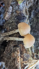 Psathyrella piluliformis
