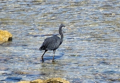Egretta gularis