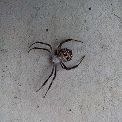 Argiope aetheroides