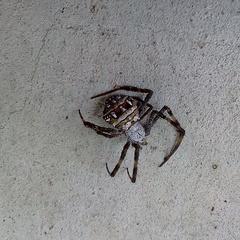 Argiope aetheroides