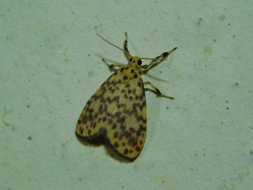 Parafrasura pectinella