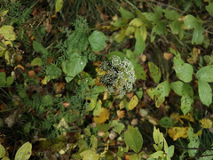 Peucedanum palustre