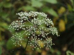 Peucedanum palustre