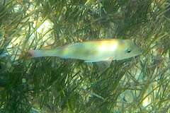 Lethrinidae
