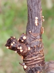 Nectria cinnabarina