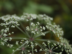 Peucedanum palustre