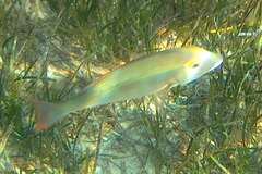 Lethrinidae