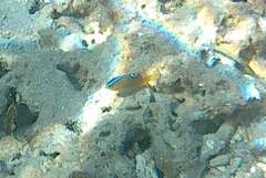 Chrysiptera unimaculata