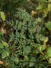Peucedanum palustre