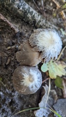 Psathyrella piluliformis