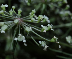 Peucedanum palustre
