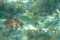 Siganus spinus