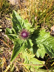 Cirsium kamtschaticum