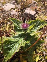 Cirsium kamtschaticum