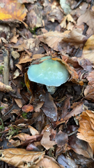 Stropharia aeruginosa