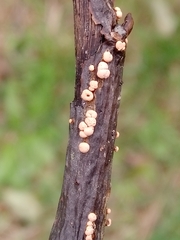 Nectria cinnabarina