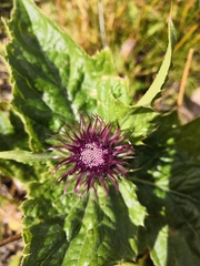 Cirsium kamtschaticum