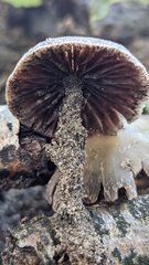 Psathyrella piluliformis