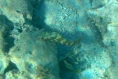 Epinephelus merra