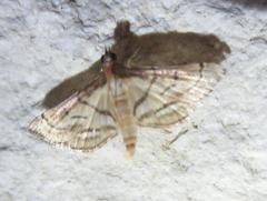 Marasmia