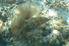 Epinephelus merra