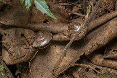 Nitor pudibundus