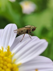 Tachininae