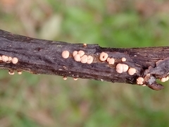 Nectria cinnabarina