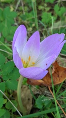 Colchicum