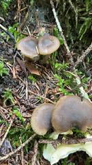 Nolanea