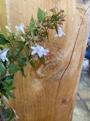 Abelia