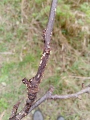 Nectria cinnabarina