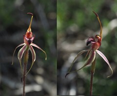 Caladenia ampla