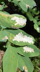 Macrosaccus robiniella