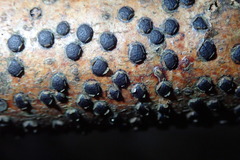 Diatrype disciformis