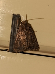 Caradrina germainii