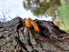 Pholiota
