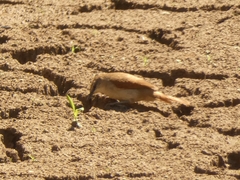 Certhiaxis cinnamomeus