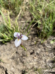 Moraea