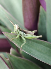 Pseudoxya diminuta