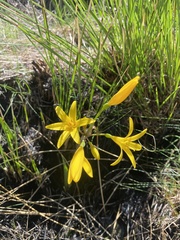 Cyrtanthus breviflorus