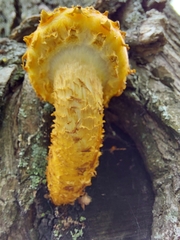 Pholiota