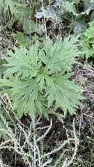 Leonurus glaucescens