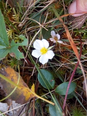 Fragaria virginiana